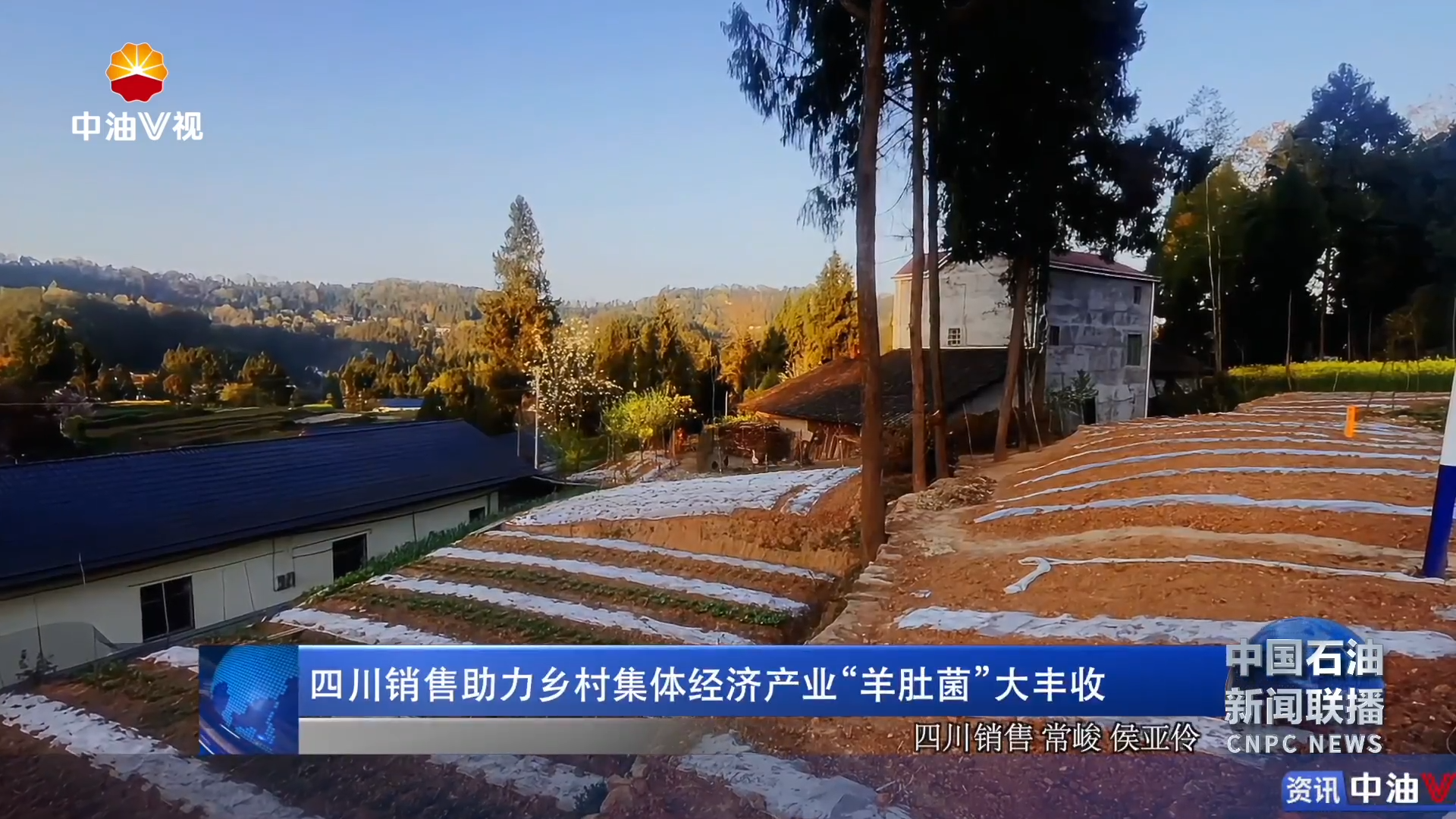 四川销售助力乡村集体经济产业“羊肚菌”大丰收