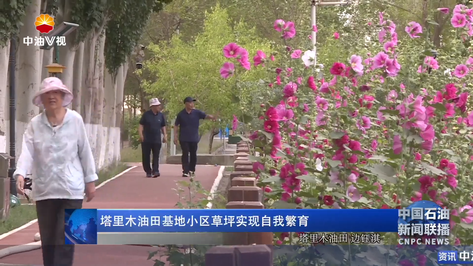 塔里木油田基地小区草坪实现自我繁育